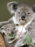 An 8-Month-Old Koala Joey Fotografiskt tryck An 8-Month-Old Koala Joey Fotografiskt tryck