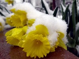 A Light Layer of Snow Forces a Daffodil to the Ground Photographic Print