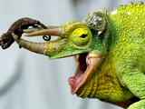 A Newly Born Jackson's Chameleon Rests on its Dad's Horns Fotografie-Druck