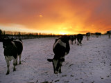 Cows Walk in a Snow Covered Field as Sunset Falls Photographic Print