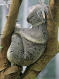 A Koala Finds the Perfect Perch Fotografisk tryk A Koala Finds the Perfect Perch Fotografisk tryk