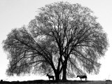 A Pair of Horses Stake out Spots Under the Young Leaves of a Shade Tree Near Sparta Photographic Print