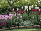 Tulips Photographic Print
