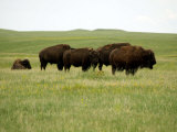 American Bison Rest on a Fenced Prairie Photographic Print
