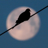A Mourning Dove Sits Atop a Utility Wire as the Full Moon Sets Over Grand Isle Photographic Print