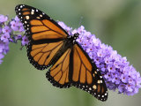 A Monarch Butterfly Spreads its Wings as It Feeds on the Flower of a Butterfly Bush Photographic Print