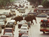 Thai Elephants Maneuver Their Way Through a Bangkok Traffic Jam in Downtown Fotografie-Druck