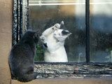 Separated by a Pane of Glass, a White Cat Tries to Play with a Black Cat Photographic Print