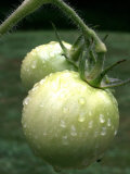 Raw Green Tomatoes are Tasty, But Astringent. Photographic Print