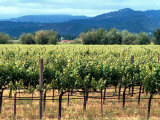The Vineyards of Beaulieu Vineyards Photographic Print