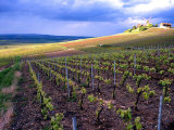 A View of the Champagne Vineyards Photographic Print