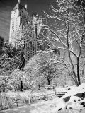 Snow-Covered Trees Photographie