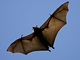 A Flying Fox Soars Above the Trees Reprodukcja zdjęcia A Flying Fox Soars Above the Trees Reprodukcja zdjęcia