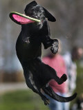 A Small Black Labrador Retriever Leaps for a Soft Frisbee Photographic Print