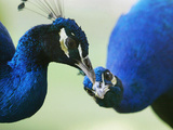 Male Peacocks Interact on a Farm in Mombasa, Kenya Photographie
