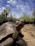 Giant Tortoise on Galapagos Islands, Ecuador Photographic Print by Stuart Westmoreland
