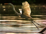 A Heron Takes Flight Over the Guanabara Bay in Rio De Janeiro, Brazil Photographic Print