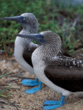 Blue-Footed Boobies of the Galapagos Islands, Ecuador Photographic Print by Stuart Westmoreland