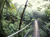 Michele Westmorland - Sky Walk, Monteverde Cloud Forest, Costa Rica Fotografická reprodukce Michele Westmorland - Sky Walk, Monteverde Cloud Forest, Costa Rica Fotografická reprodukce