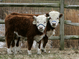 Two Young Cows Graze Photographic Print