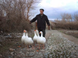 An Iraqi Villager Herds His Ducks Photographic Print