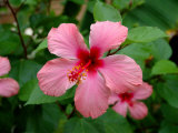 Pink Hibiscus Flower Photographic Print by Lisa S. Engelbrecht
