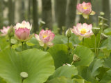 Blooming Water Lotuses Carpet Echo Park Lake Photographie
