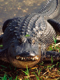 Alligator Lámina fotográfica por Charles Sleicher Alligator Lámina fotográfica por Charles Sleicher