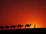 Keren Su - Camel Caravan at Sunrise, Silk Road, China Fotografická reprodukce