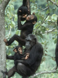 Jane Goodall Institute, Chimpanzees, Gombe National Park, Tanzania Photographic Print by Kristin Mosher