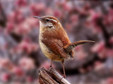 Carolina Wren Photographie par Adam Jones