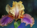 Bearded Iris, Rochester, Michigan, USA Photographie par Claudia Adams