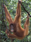 Juvenile Orangutan Swinging Between Branches in Tanjung National Park, Borneo Fotografisk tryk af Theo Allofs Juvenile Orangutan Swinging Between Branches in Tanjung National Park, Borneo Fotografisk tryk af Theo Allofs