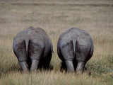 White Rhinos in African Plain, Kenya Photographic Print by Charles Sleicher