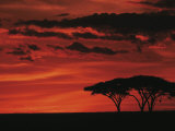 Sunset on Acacia Tree, Serengeti, Tanzania Fotografie-Druck von Dee Ann Pederson