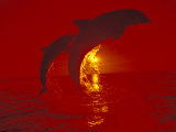 Bottlenose Dolphins, Caribbean Fotografie-Druck von Stuart Westmoreland