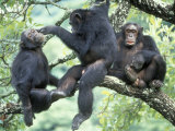 Male Chimpanzee Grooms His Brother, Gombe National Park, Tanzania Photographic Print by Kristin Mosher