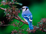 Geai bleu Photographie par Adam Jones