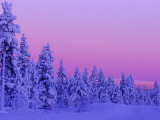 Sunset in the Lappish Winter, Finland Photographic Print by Daisy Gilardini