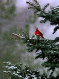 A Bright Red Cardinal Photographie