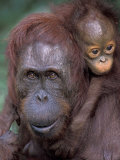 Orangutan Mother with Baby on Her Back, Tanjung National Park, Borneo Photographie par Theo Allofs