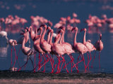 Lesser Flamingo, Kenya Fotografisk tryk af Dee Ann Pederson Lesser Flamingo, Kenya Fotografisk tryk af Dee Ann Pederson