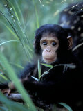 Infant Chimpanzee, Gombe National Park, Tanzania Fotografie-Druck von Kristin Mosher