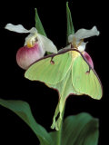 Luna Moths on Showy Lady Slipper, Wilderness State Park, Michigan, USA Photographic Print by Claudia Adams