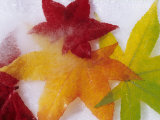Frozen Maple Tree Leaves Photographic Print by Daisy Gilardini