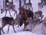 Farmer Feeds Reindeer, Lappland, Finland  Lámina fotográfica por Nik Wheeler