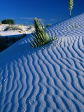 Rippled White Sand Dune with Plants Pushing Through, White Sands National Monument, USA Photographic Print by Carol Polich