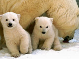 Two Polar Bear Cubs Keep an Eye on the Photographer as Their Mother Licks the Snow at Hogle Zoo Photographic Print