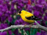 American Goldfinch in Summer Plumage Photographic Print by Adam Jones