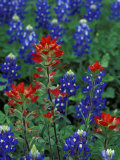 Texas Bluebonnet and Indian Paintbrush, Texas, USA Photographie par Claudia Adams